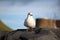 Cute seagull chilling on a rock