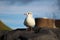 Cute seagull chilling on a rock