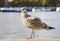 Cute seagull in front of the Thames river in London city