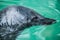 cute seal animal closeup, looking