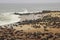 Cute seals frolic on the shores of the Atlantic Ocean in Namibia.