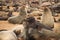 Cute seals frolic on the shores of the Atlantic Ocean in Namibia.