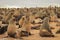 Cute seals frolic on the shores of the Atlantic Ocean in Namibia.