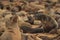 Cute seals frolic on the shores of the Atlantic Ocean in Namibia.