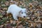 Cute sealyham terrier puppy is looking at the camera. Welsh border terrier or cowley terrier. Two month old.