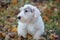 Cute sealyham terrier puppy is lying in the autumn foliage. Welsh border terrier or cowley terrier. Two month old.