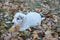 Cute sealyham terrier puppy is playing in the autumn foliage. Welsh border terrier or cowley terrier. Two month old.