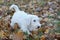 Cute sealyham terrier puppy is playing in the autumn foliage. Welsh border terrier or cowley terrier. Two month old