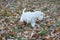 Cute sealyham terrier puppy is playing in the autumn park. Welsh border terrier or cowley terrier. Two month old