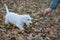 Cute sealyham terrier puppy is playing with his owner. Welsh border terrier or cowley terrier. Two month old.