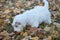 Cute sealyham terrier puppy is walking on the autumn park. Welsh border terrier or cowley terrier. Two month old.