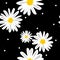 Cute seamless pattern of white daisies flower in doodle style and tiny circle on black background