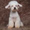 Cute seated bichon blinking looks to side