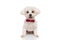 Cute seated bichon dog sticking out tongue