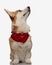 cute seated corgi wearing bandana looking up to side