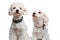 Cute seated white bichons looking up and side