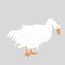 Cute Sebastopol goose. Cartoon vector illustration isolated on grey background.