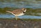 Cute Semipalmated Plover