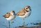 Cute semipalmated plovers, Jamaica Bay Wildlife Re