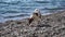 Cute senior Fox Terrier puppy fetching a stick on the beach. Handsome man and his dog playing fetch at the beach on