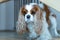 The cute and serious Cavalier King Charles Spaniel is hunting in his house. The dog wrinkled its muzzle funny and