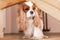 The cute and serious Cavalier King Charles Spaniel is hunting in his house. The dog wrinkled its muzzle funny and prepared to hunt