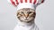 Cute serious gray striped cat in white-red striped chef\\\'s hat on gray background. Cat in the form of cook. Copy space.