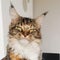 Cute Serious Home Cat Maine Coon