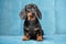 Cute serious recently adopted dachshund puppy sits on blue sofa in new home, front view. Charismatic baby dog with smart