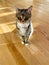 Cute, but serious, Tabby cat sitting on oak hardwood floor, facing front