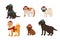 Cute set of dogs in winter knitted red white green blue hats and scarfs. Labrador retriever, poodle puppy, bulldog, akita inu, pug