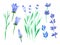 Cute set of watercolor plants, wildflowers, lavender, bells. Hand draw full color illustrations for patterns, cards