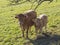 Cute shaggy beige calf and ginger bull front view on the grass p