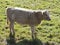 Cute shaggy beige calf profile standing on the grass pasture in