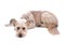 A cute shaggy mixed breed dog laying down on a on white background