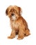 Cute Shaggy Mixed Breed Dog Sitting