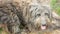 A cute shaggy mongrel dog looks faithfully. Dog shelter theme. Homeless gray old dog. Shaggy muzzle of a puppy. selective focus