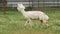 Cute sheared alpaca grazing in the corral and chewing the grass.