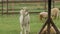 Cute sheared alpaca grazing in the corral with racka sheeps and chewing the grass.