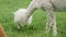 Cute sheared alpaca grazing in the meadow and chewing the grass.