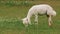 Cute sheared alpaca grazing in the meadow and chewing the grass.