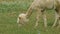 Cute sheared alpaca grazing in the meadow and chewing the grass.