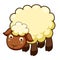 Cute sheep