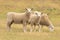 Cute sheep on glass field