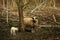 Cute sheep and lamb grazing in the forest in the ukrainian mount