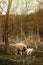 Cute sheep and lamb grazing in the forest in the ukrainian mount