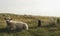 Cute sheep on meadow on Sylt island. Lamb resting on green moss