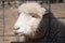 Cute Sheep Portrait