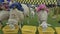 Cute sheep racing in Waikato, New Zealand