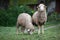 Cute sheep and small lamb grazing in a hill